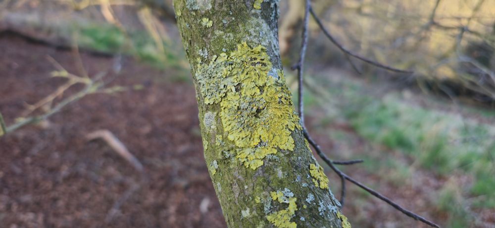 Lichens growing on a beech tree branch.