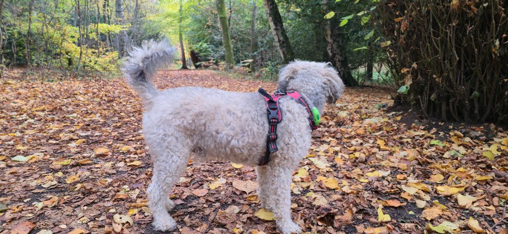 🐕 🐶 Side on picture of a Dog as he stands looking over his left shoulder down a leaf covered trail through the trees. Hes looking very floofy, and probably needs a cut.