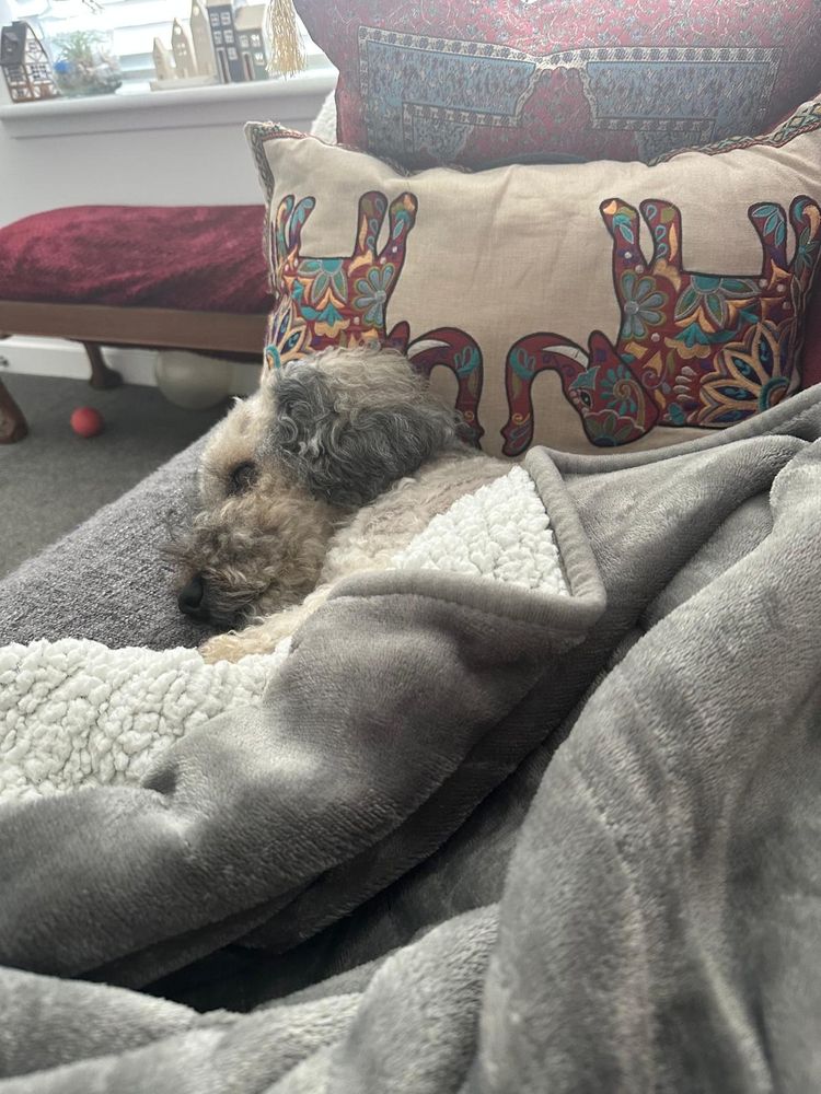 🐕 🐶 Dog lying on the sofa covered in a fleece, just happily snoozing after his 8 mile cross-country jaunt.