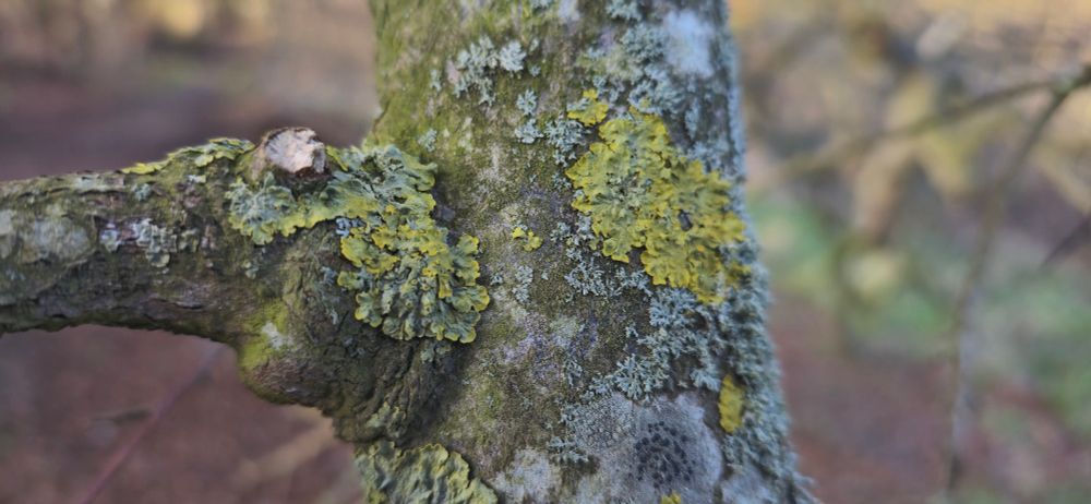 Lichens growing on a beech tree branch.