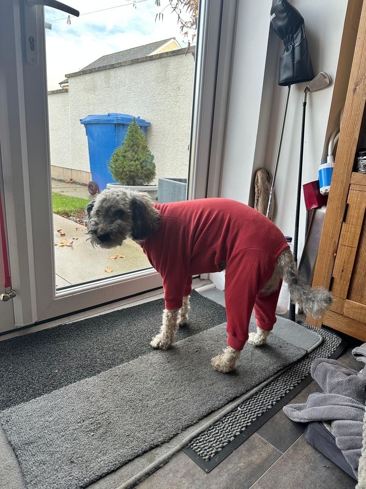 🐕 🐶 Dog standing in front of the French doors before his walk. He's wearing his fleecy romper suit and is utterly miserable. He hates getting dressed.