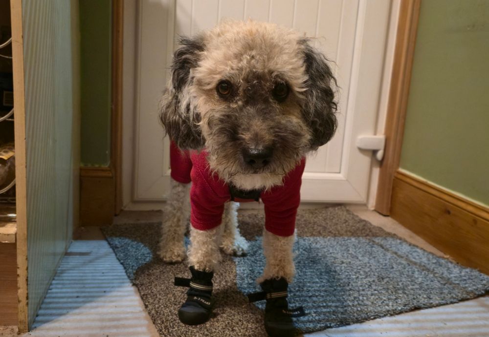 🐕 🐶 dog standing at the backdoor looking at the camera with a grumpy expression. He has his fleecy winter coat on and little boots on his front paws. He really does not like getting dressed
