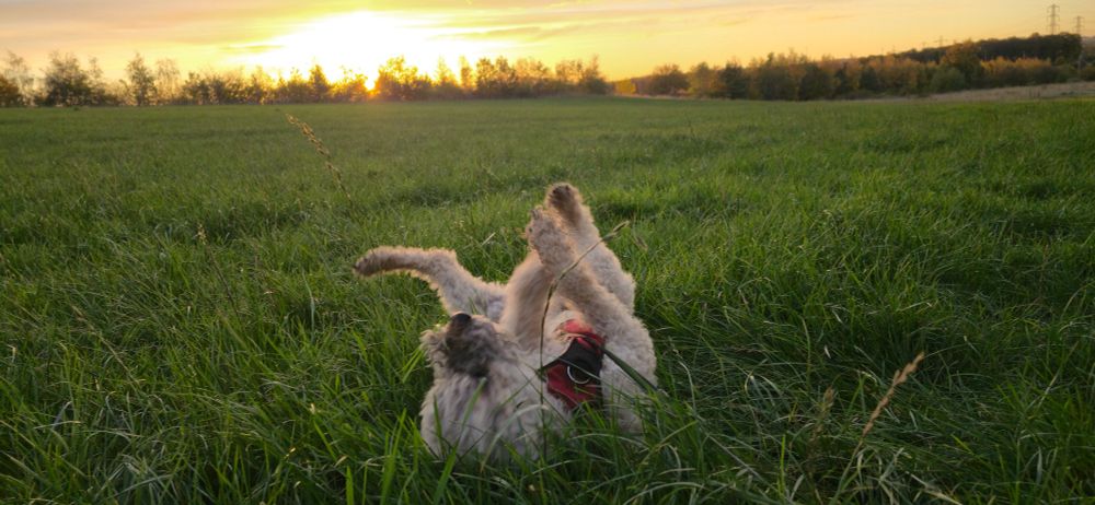 🐕 🐶 Dog rolling in the grass. On his back, legs in the air after a good chase on a beautiful evening.