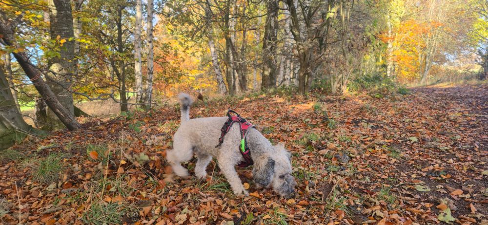 🐕 🐶 Dog schnuffling around in the leaf litter in the autum woods.