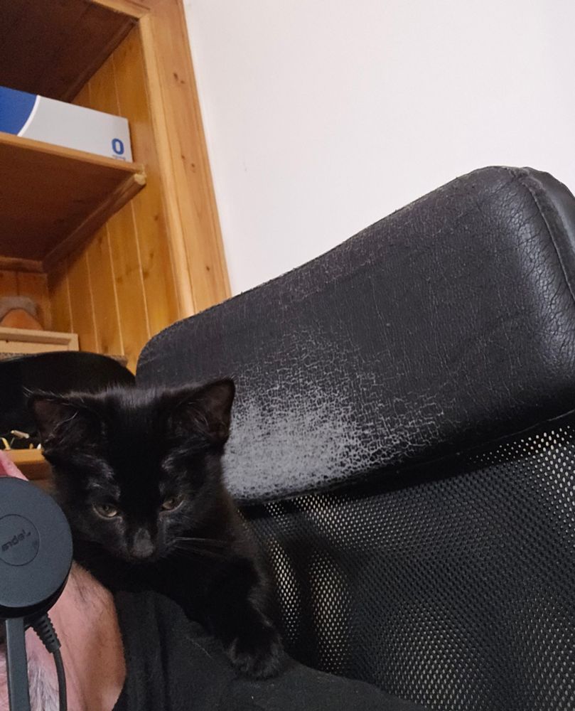 Kitten going to sleep on the back of my neck as i try to sit in my office chair.