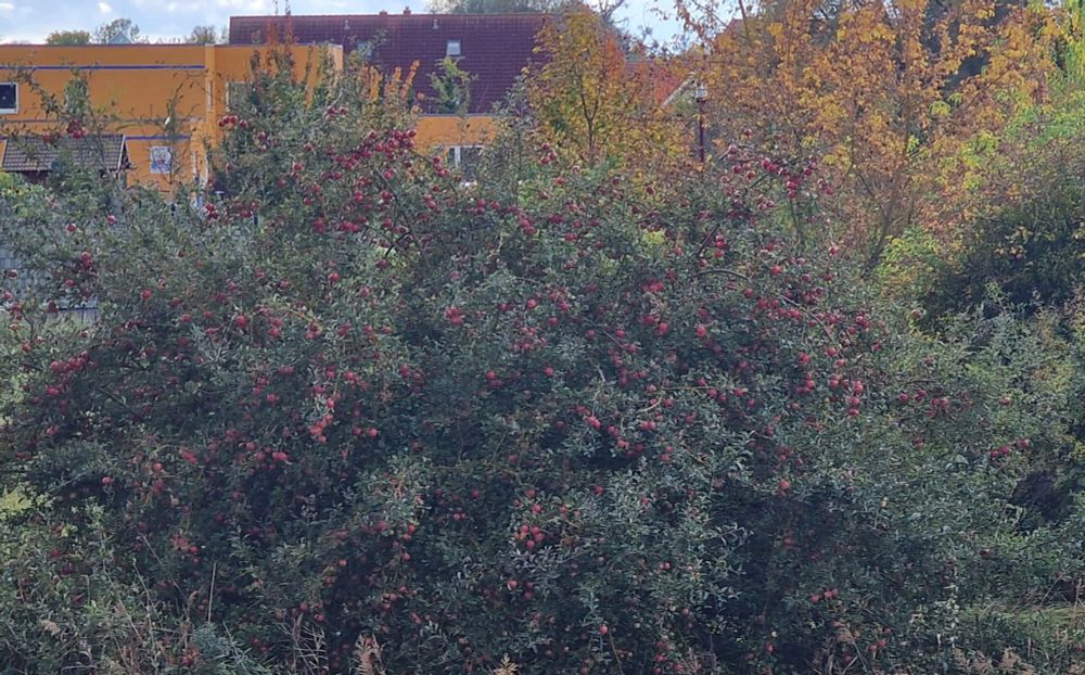 Baum mit roten Äpfeln, im Hintergrund ein gelbes Haus 