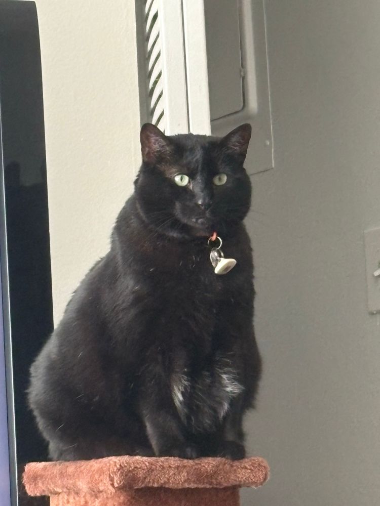 Licorice, a fat black cat