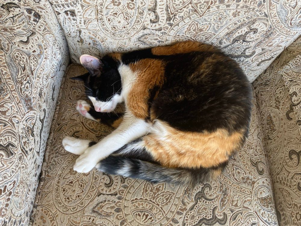 This photo is of a calico cat lying curled up on a patterned couch. Her head lays beside her feet and her white arm extends over her legs. 