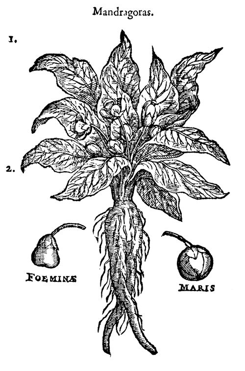 A public domain black and white botanical illustration of a mandrake with root and leaf, entitled Mandragoras.