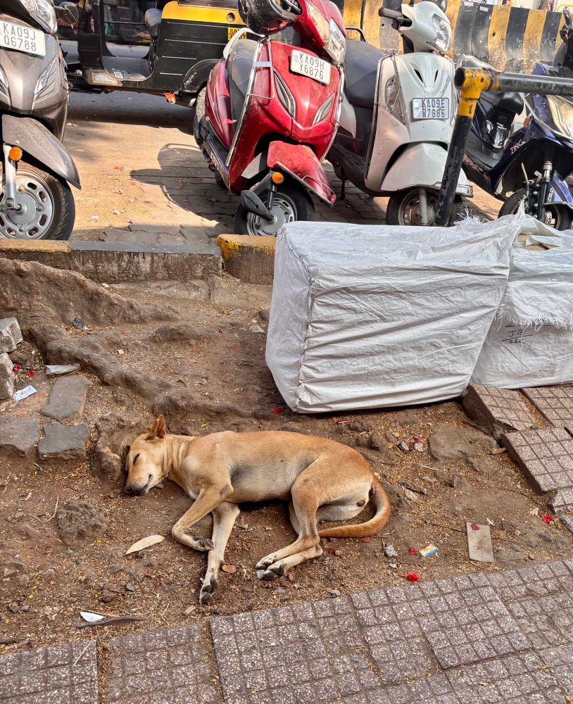 Dog sleeping on broken pathway next to mopeds and packages of bricks 