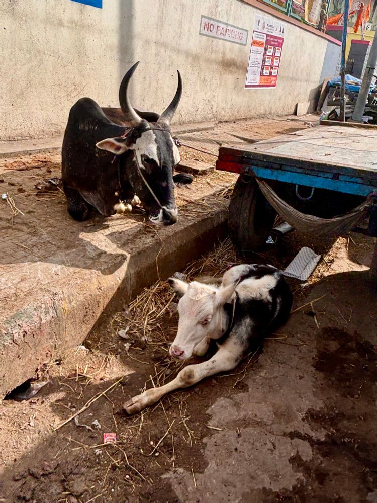 A cow and its baby tied up on pavement 😔