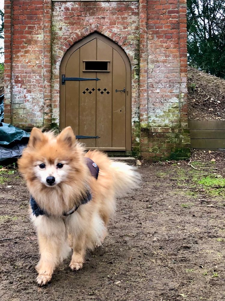 A fluffy dog with small coat on. Behind him is an arch door in and old brick building.