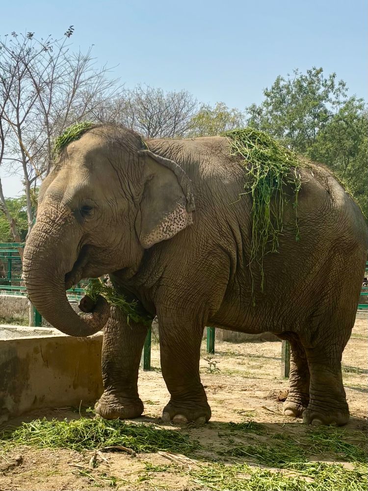 Elephant eating grass in the sunshine. Grass on the elephants head and back after playfully tossing it in the air.