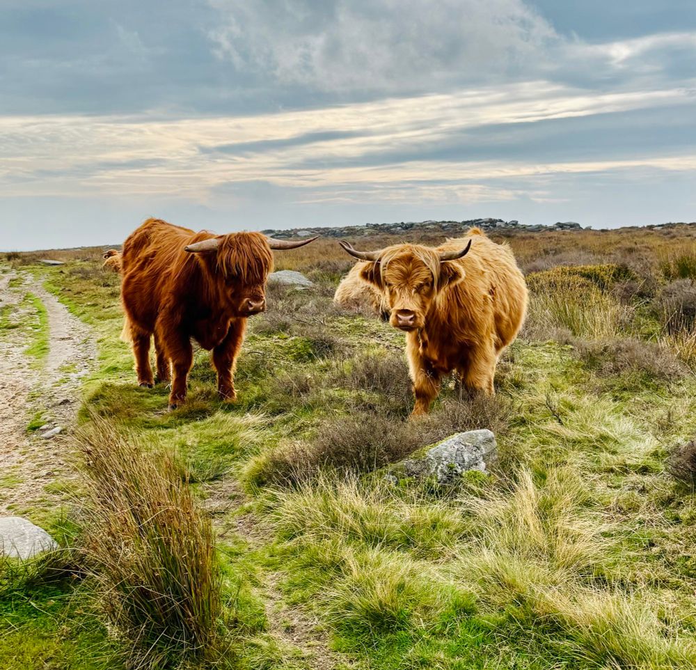 2 brown cows standing on grass with some rocks around 