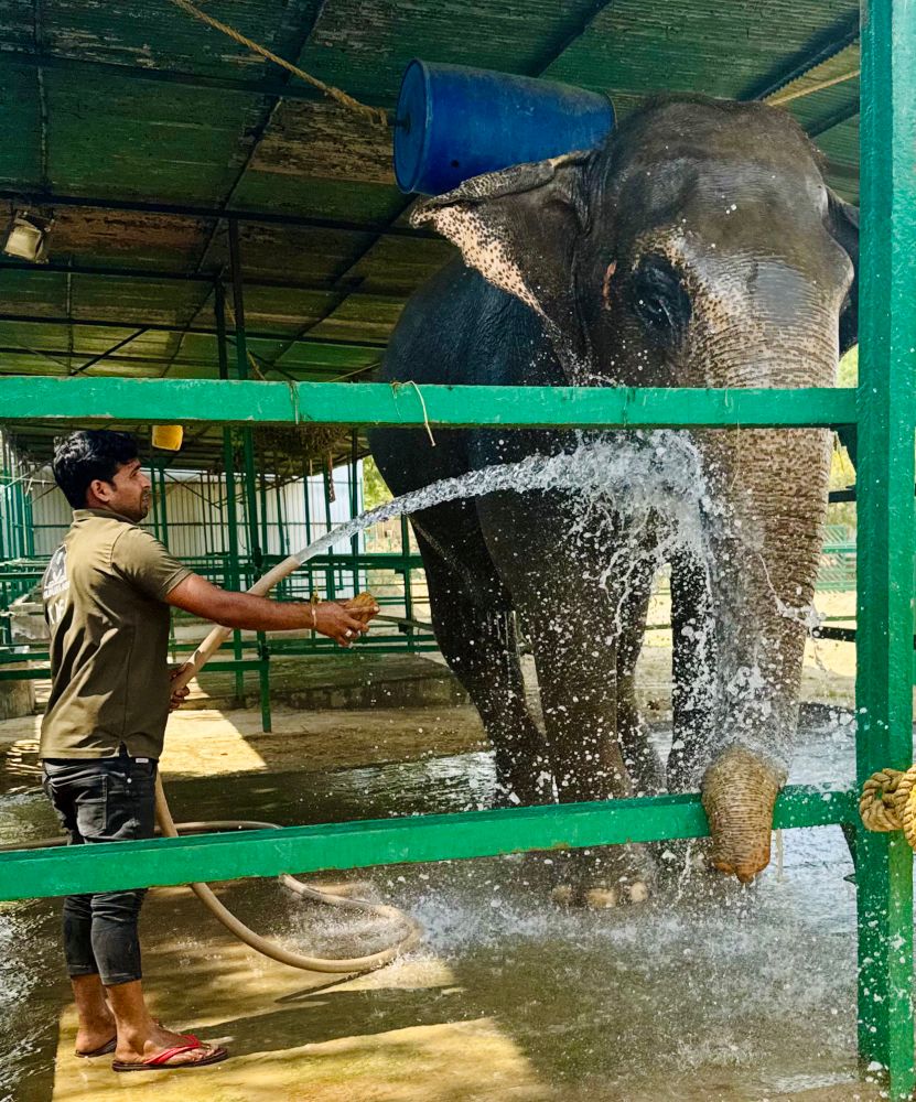 A man hosing down an elephant with water.steel fence bars. Above in the roof is some rope and a barrel.