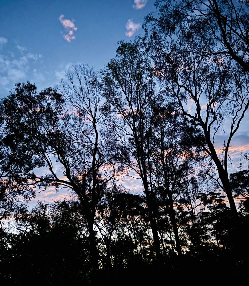 Dark trees, in the background an evening sky with some pinky clouds.