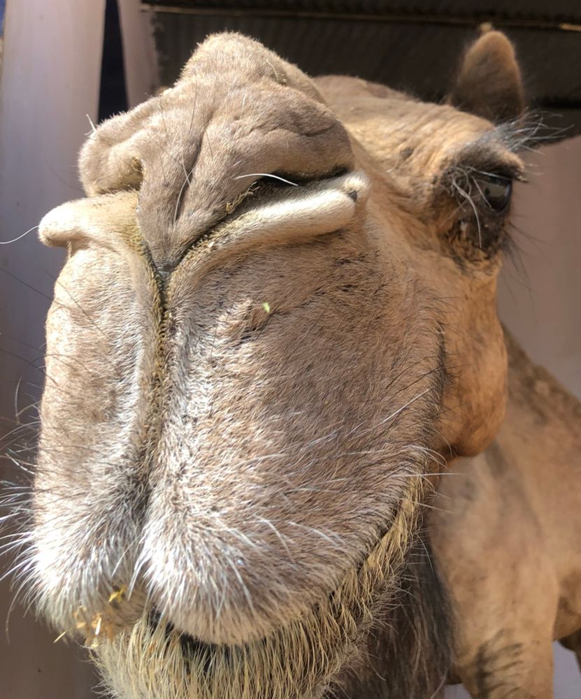 A Close up pic of a big hairy camels face , 