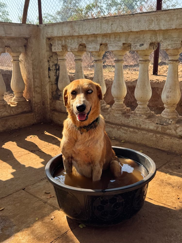 A dog sitting in a tub of water . The sun showing through a fence