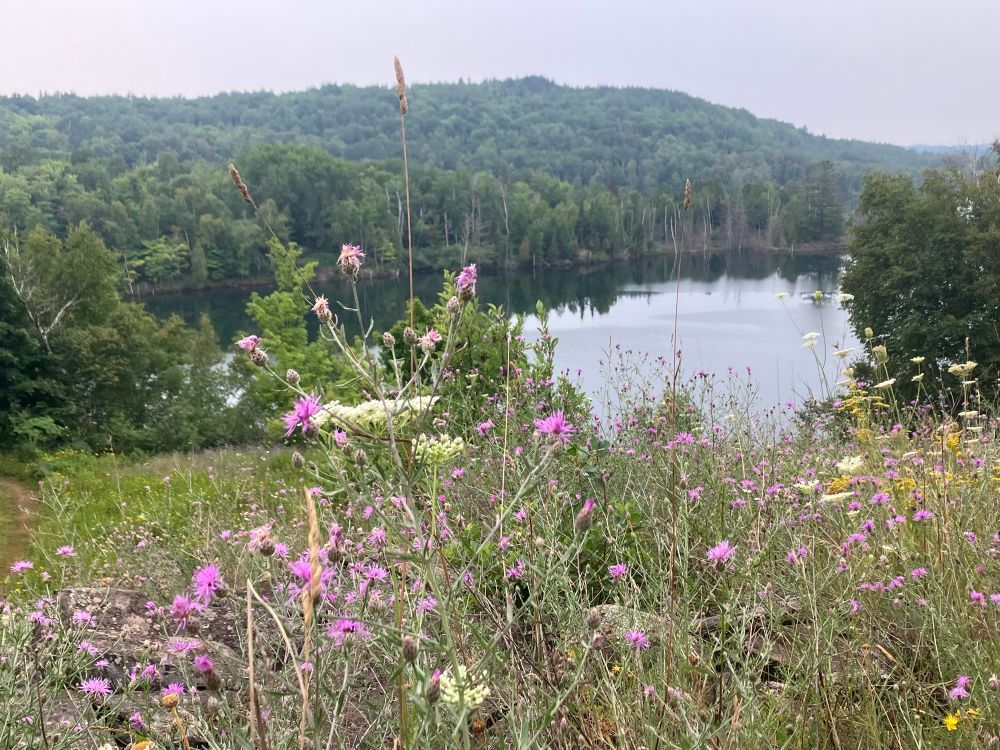 Landscape picture with flowers in the foreground. There is a lake and forested hills in the background. The sky is hazy with smoke.
