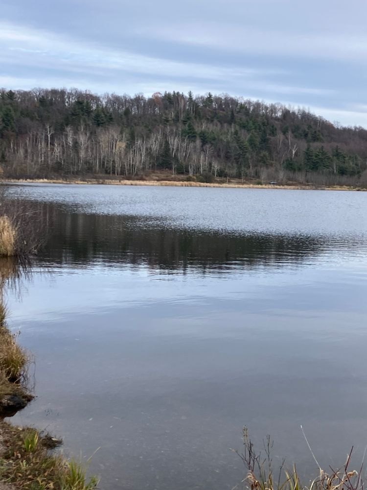 A lake in front and a forested hill in the background. 
