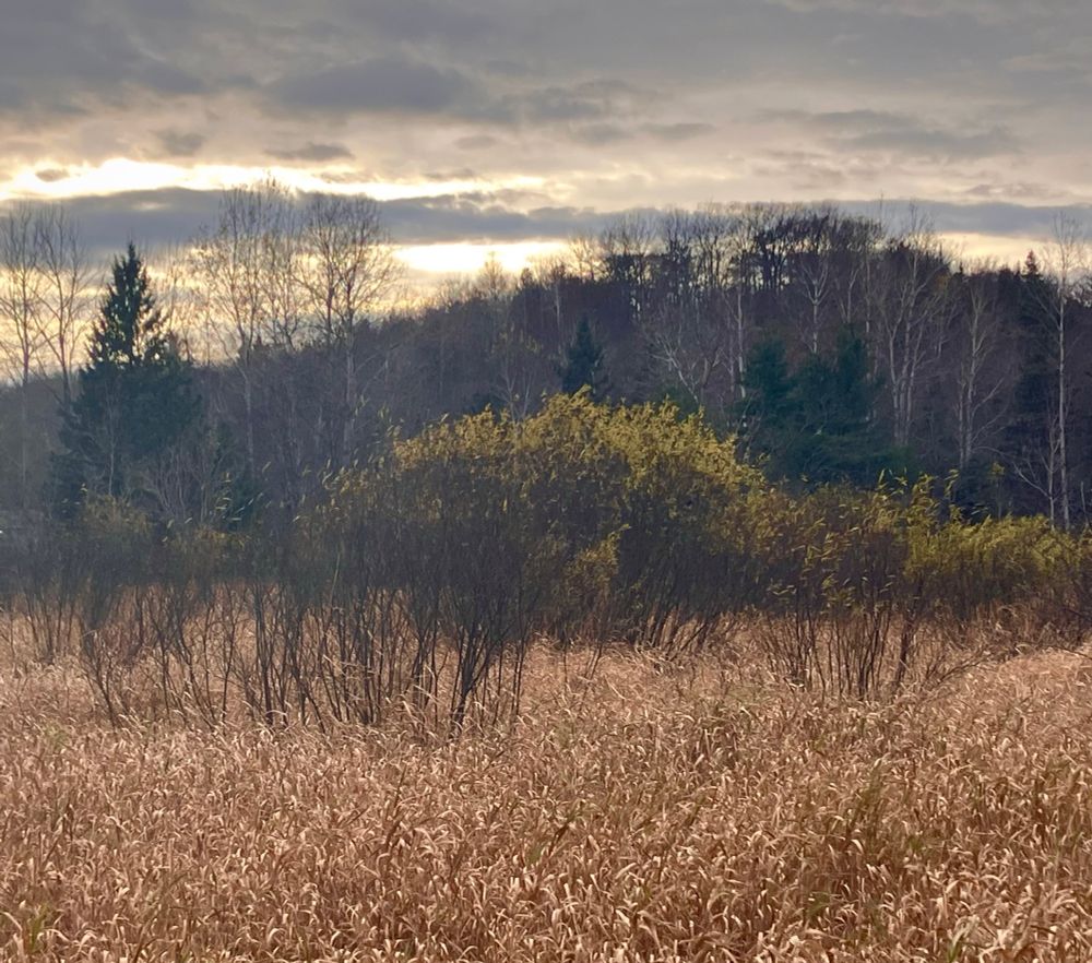 A meadow with grass in the foreground and a forested hill in the background 