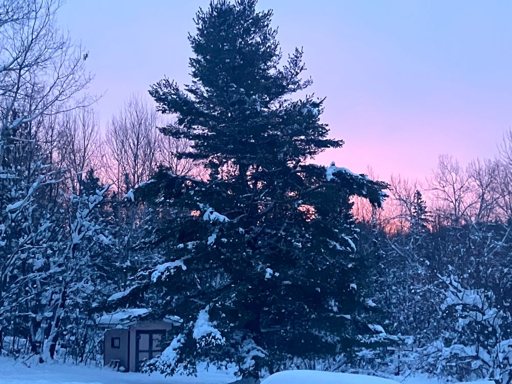Snowy trees with a pink sunrise in the sky