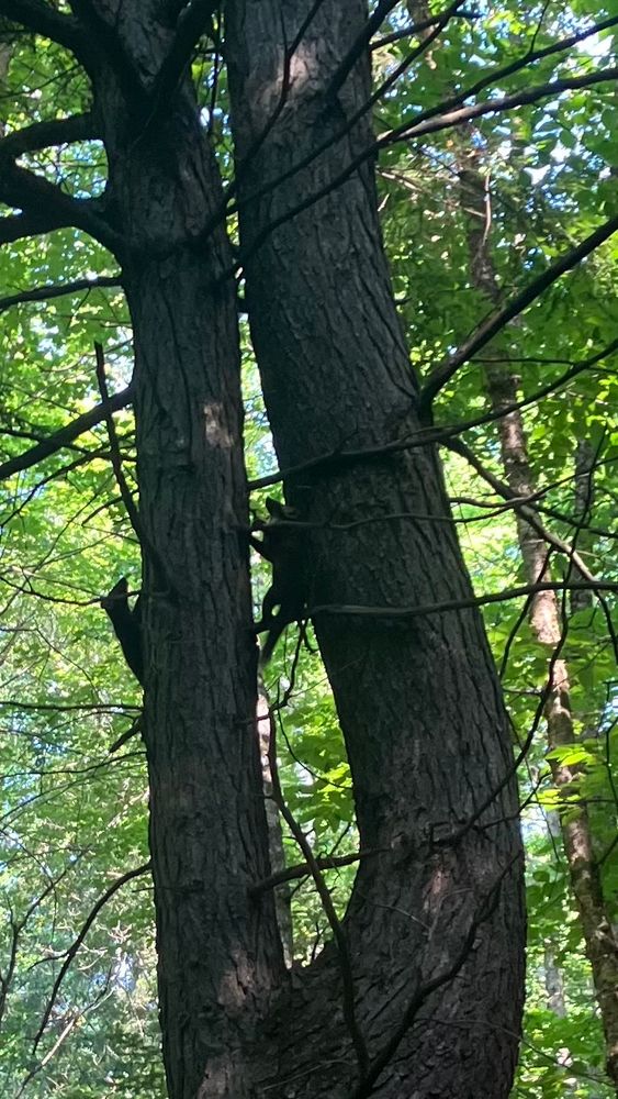 2 martens up in a tree in the woods. 