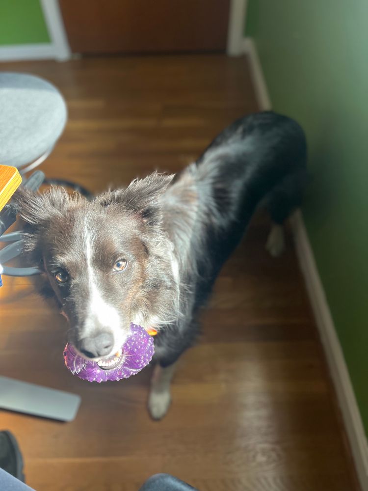 Border collie sheepdog smiling by a sunny window with his favorite toy in his mouth