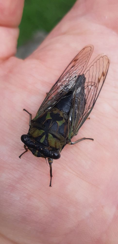 A Linne's cicada on a hand.