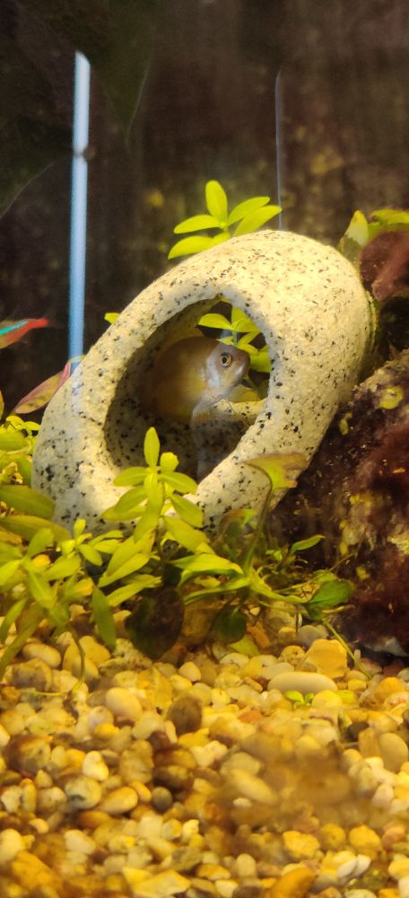 a honey gourami in a hidey hole