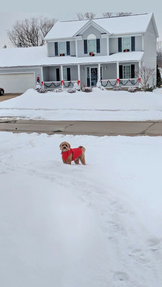 Small brown dog in a red coat up to his knees in snow