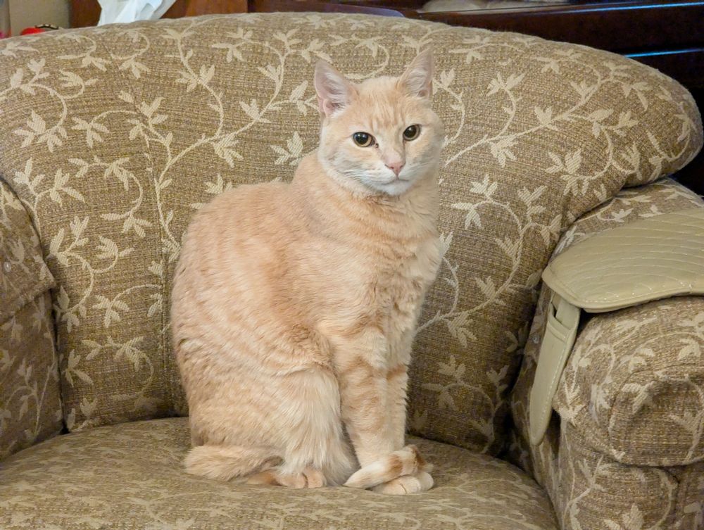 Photo of a short-haired blonde tabby sitting on a chair and looking at the camera. 