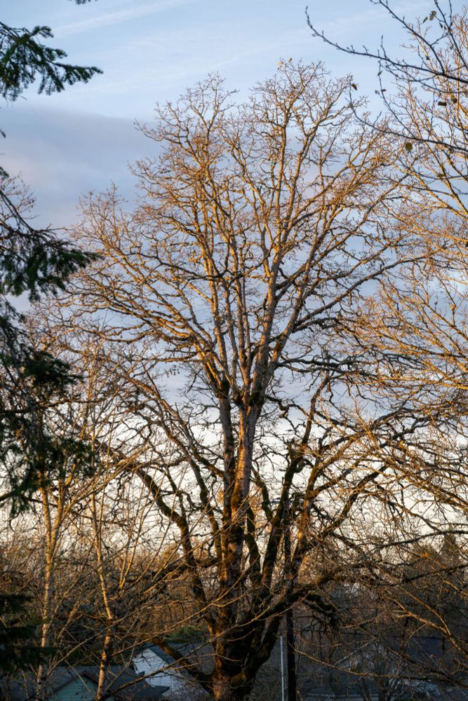 Bare-limbed cottonwood, illuminate by a golden sunrise.