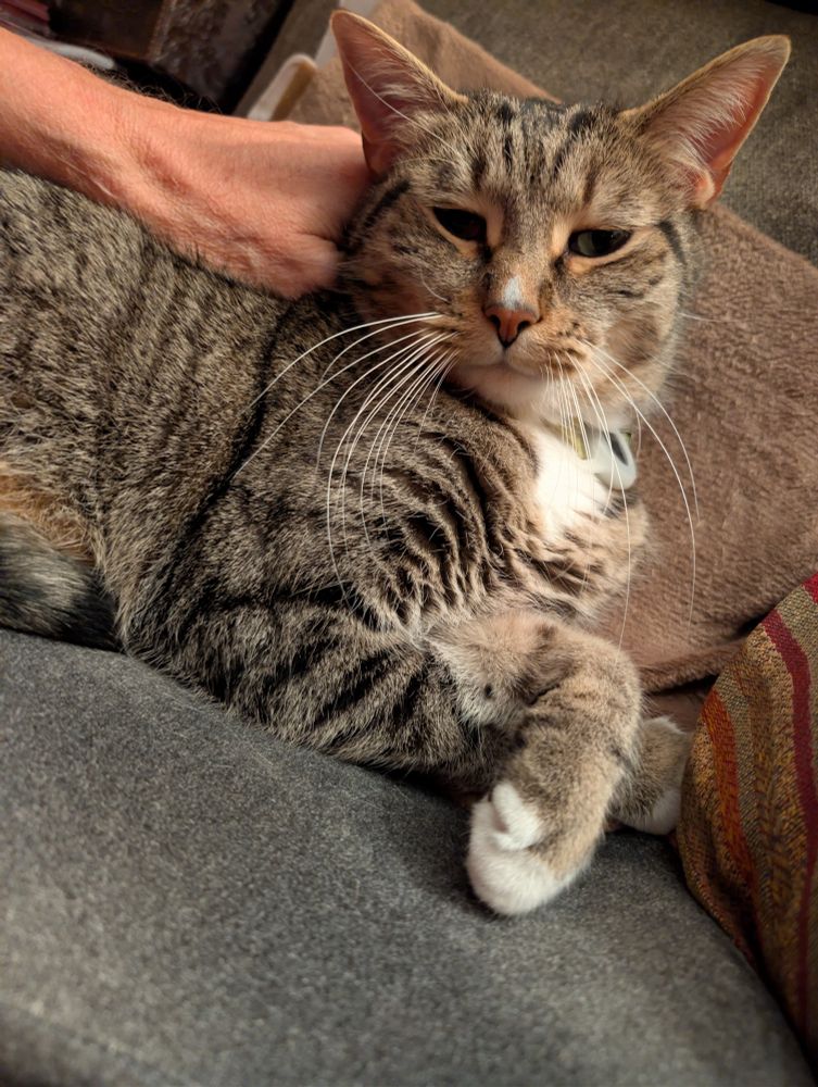 Photo of a short-haired grey tuxedo tabby lying on a couch with his front paws crossed. My hand can be seen scratching his neck. 