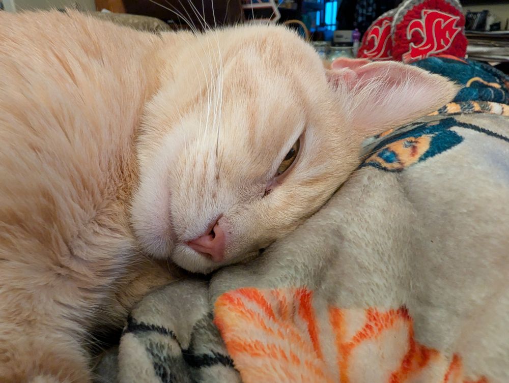 Photo of a short-haired blonde tabby with her head lying on my leg and her one visible eye half open.