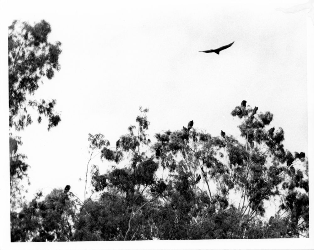 B&W photo of a Turkey Buzzard in flight in a cloudless sky above Eucalyptus trees with other birds perched in them. 