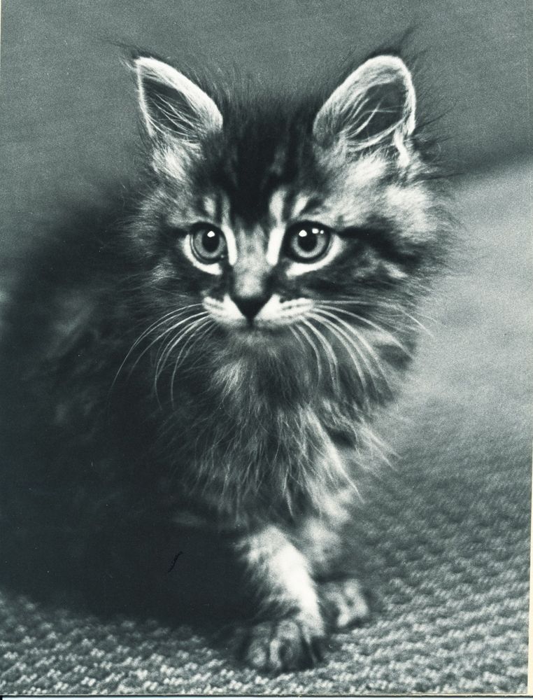Black and white photo of a tabby kitten sitting on a couch and looking to the left of the camera. 