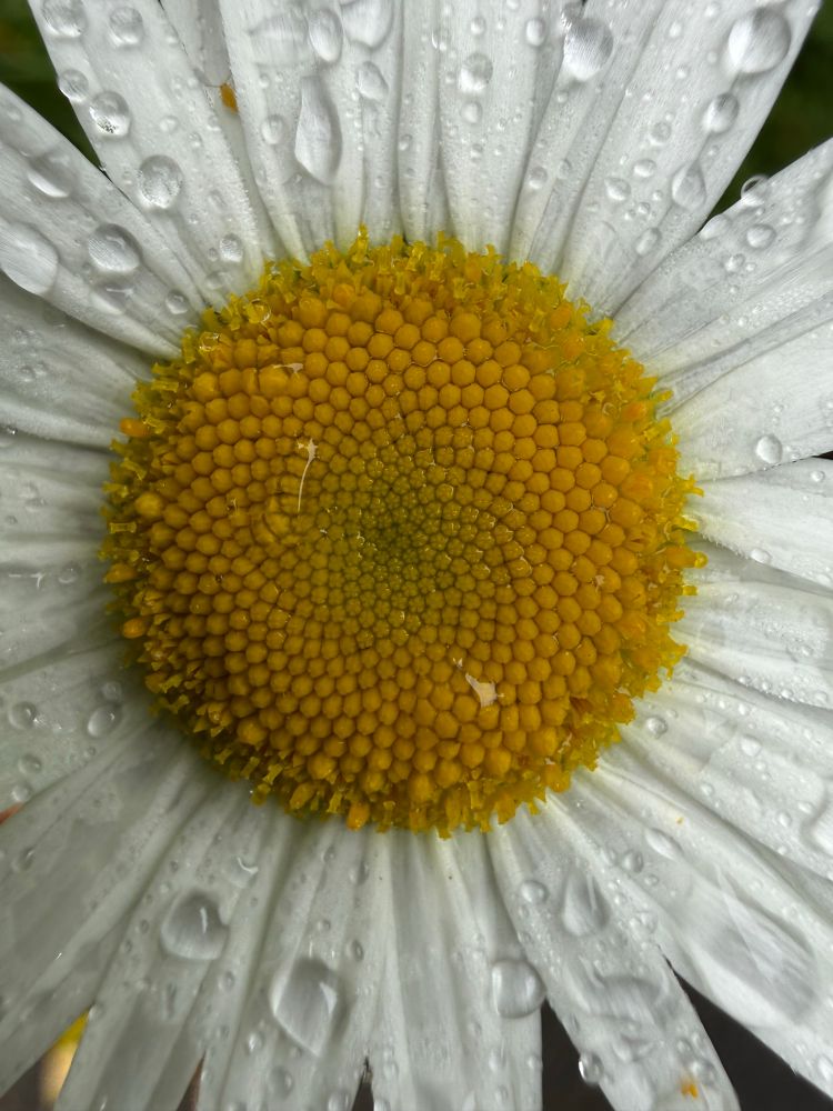 Wild daisy closeup