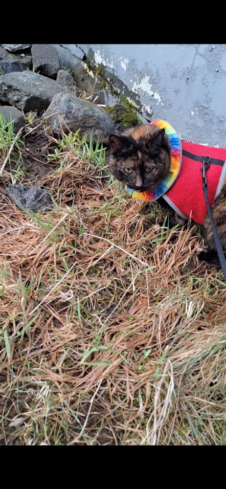 Tortoiseshell cat wearing a rainbow bird collar and a red vest, standing in brown/green grass.