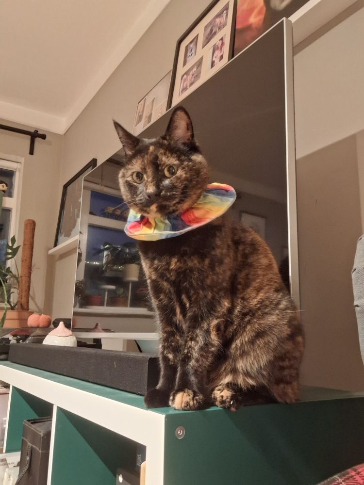 Dökkbrún-yrjótt kisa með regnboga fuglakraga situr ofan á hillu og gefur myndavélinni side-eye.