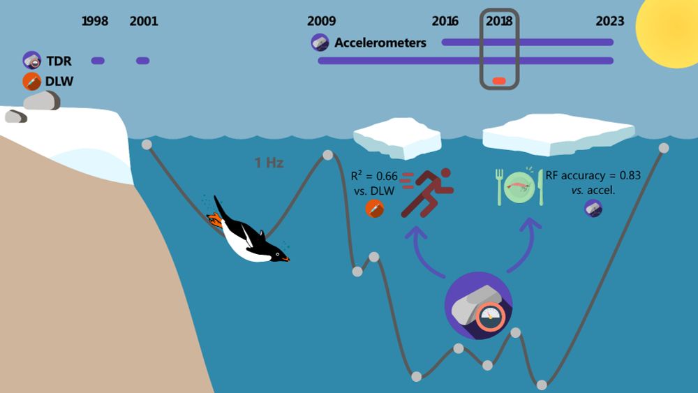 Graphical abstract of the paper describing the main findings