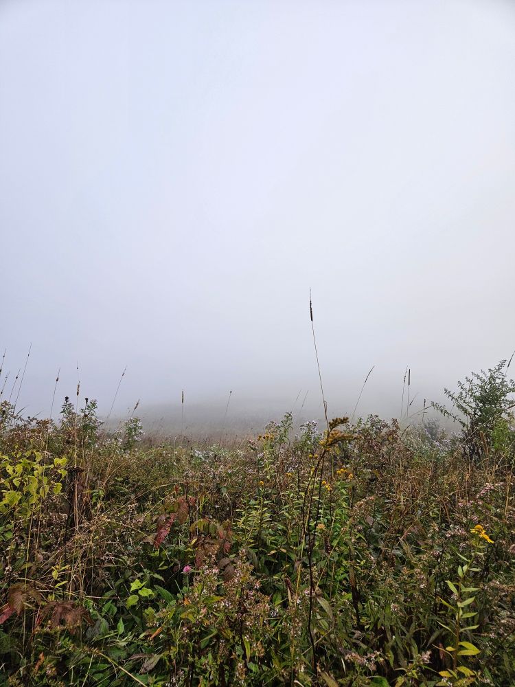 Thick fog with tall goldenrod in the foreground
