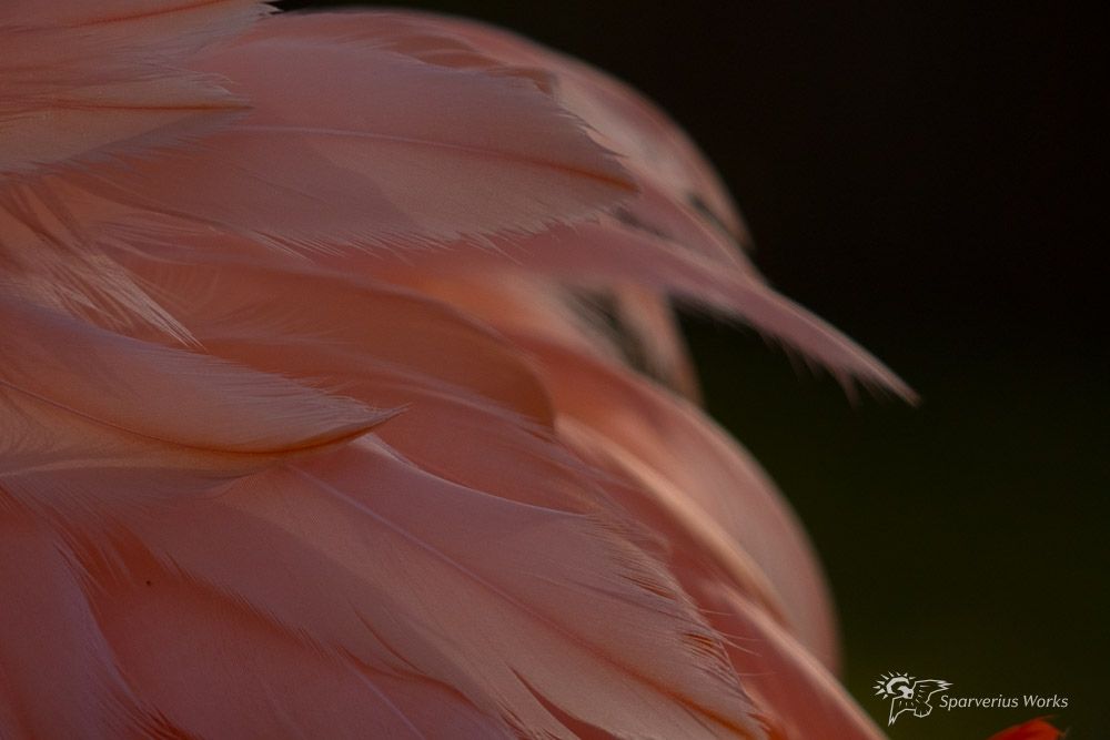 A close up of a flamingo on a dark background. 