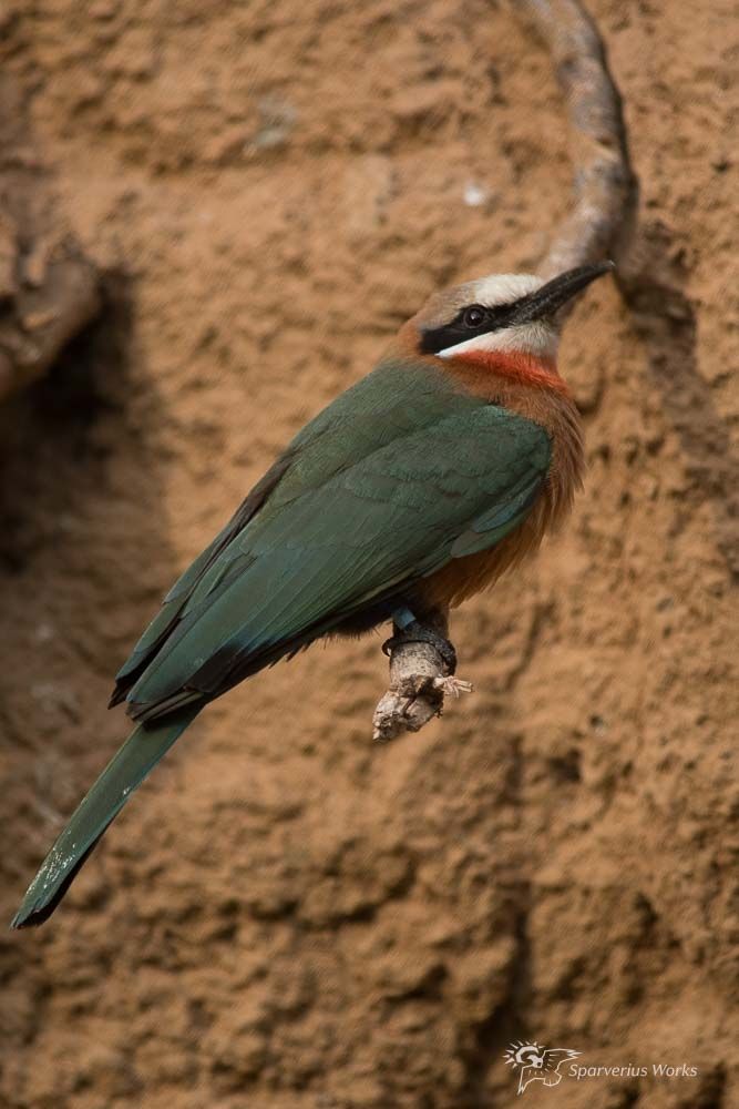 A bee-Eater perched on a small branch in front of a rocky background