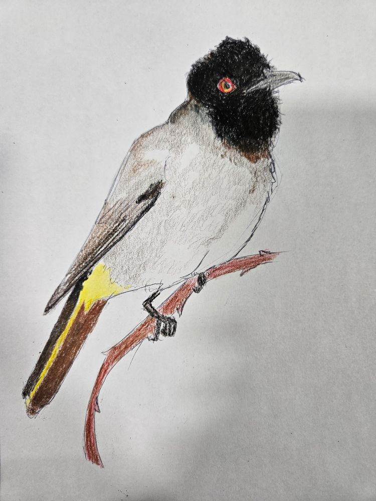 A fly catcher with a black head, grey belly and yellow rump. Species unknown. 