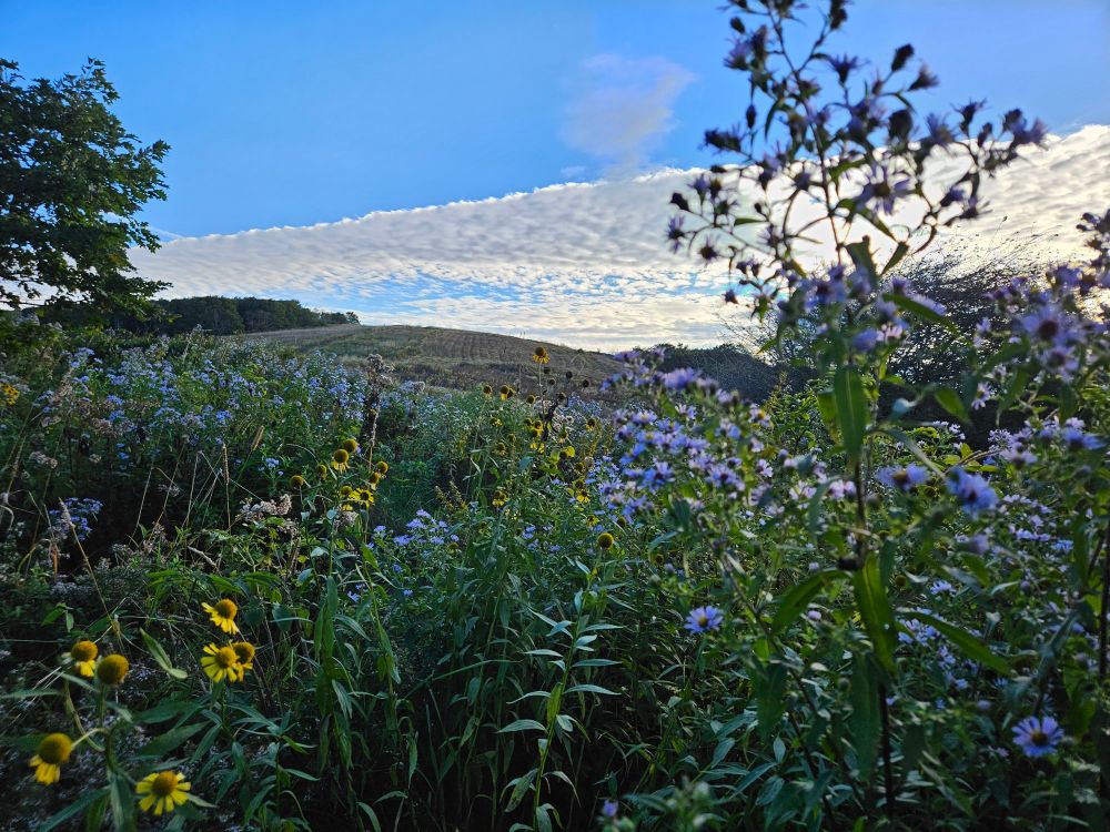 A photo of a mountain landscape with wild flowers in the foreground