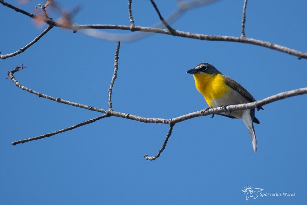 A yellow breasted chatty sitting on the lower of two branches against a cloudless blue sky 