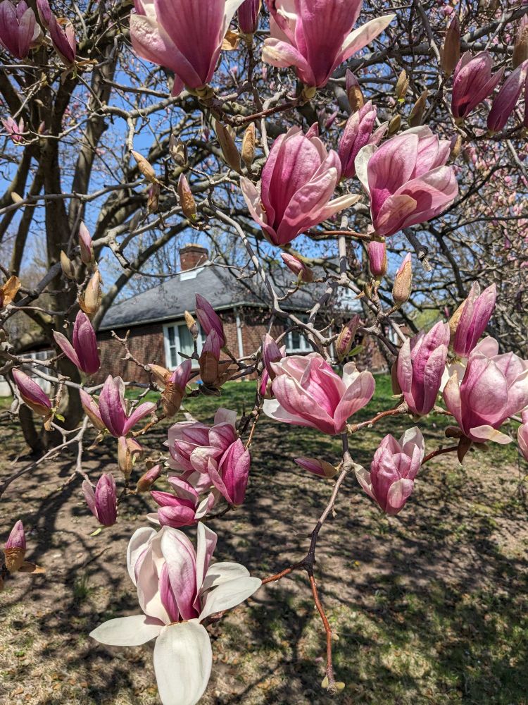 Blooming magnolia flowers 