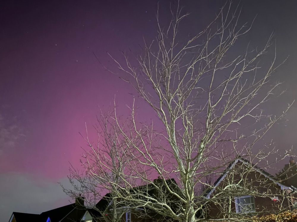 Pink sky with tree in foreground. 