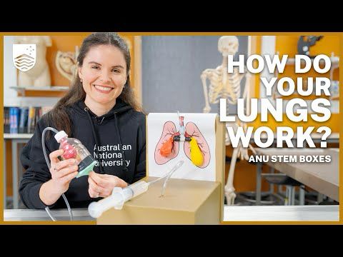 How to make a lung model